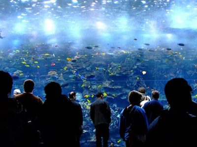 accessible aquarium